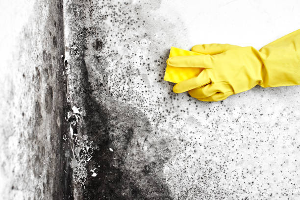 Best Crawl Space Mold Removal  in Andale, KS