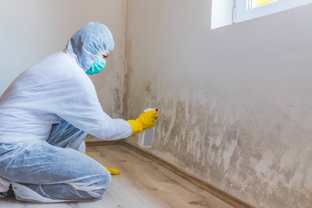 Best Certified Mold Removal  in Andale, KS