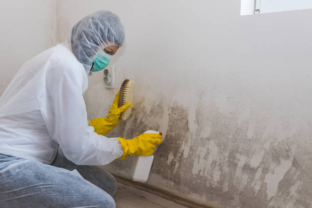 Best Toxic Mold Removal  in Andale, KS