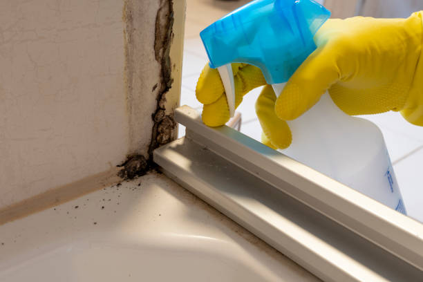 Best Mold Remediation  in Andale, KS