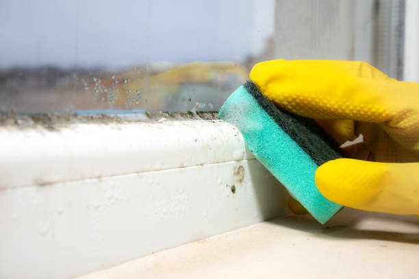 Best Same-Day Mold Removal  in Andale, KS