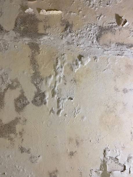 Best Mold Damage Repair  in Andale, KS