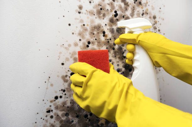 Best Crawl Space Mold Removal  in Andale, KS