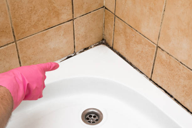 Best Mold Testing  in Andale, KS