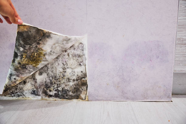 Best Commercial Mold Removal  in Andale, KS